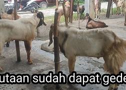 Kambing Harga 3 Juta